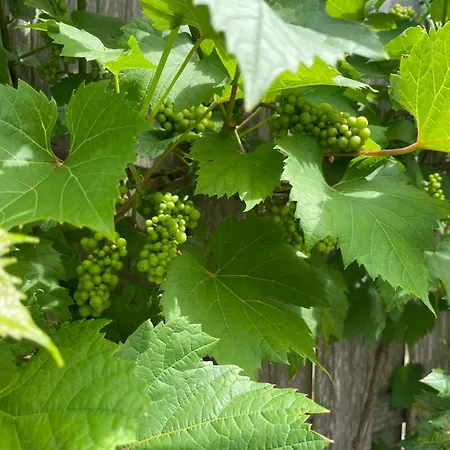 Tuiny House 別荘 ノールトウェイク