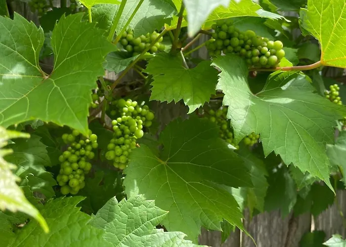 Tuiny House Hébergement de vacances Noordwijk