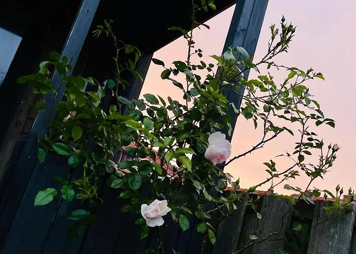 Tuiny House * Noordwijk